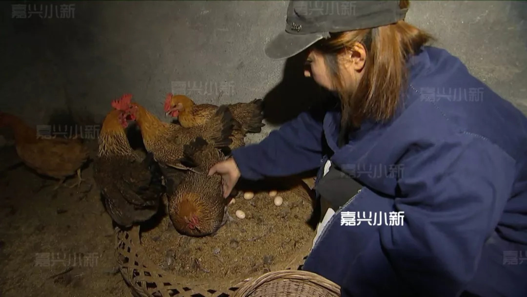 
嘉兴女大学生新丰乡下养鸡：开公司做到龙头企业


