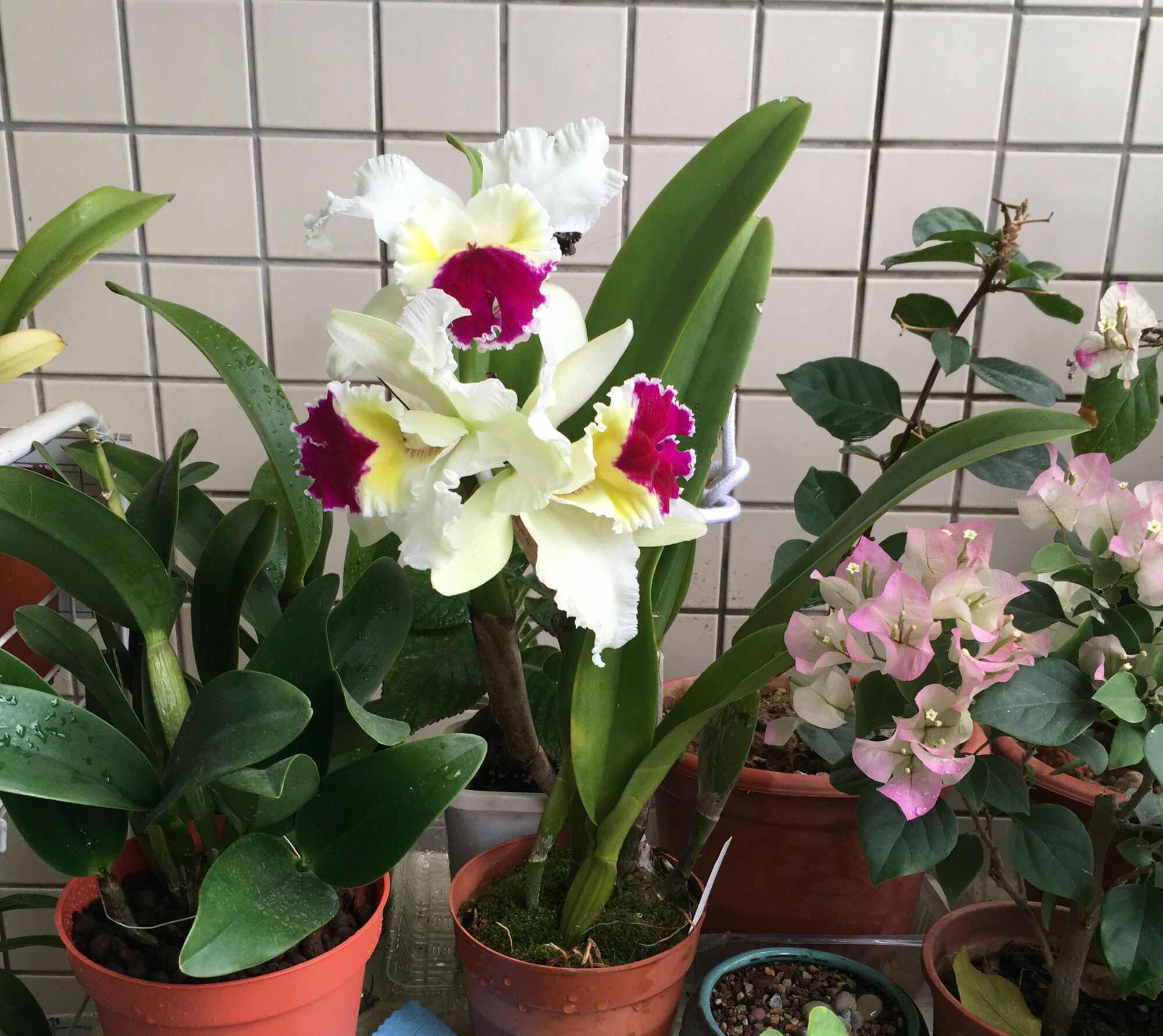 用什么做花肥好 9f9811578442420191edb6fc49e29246.jpeg