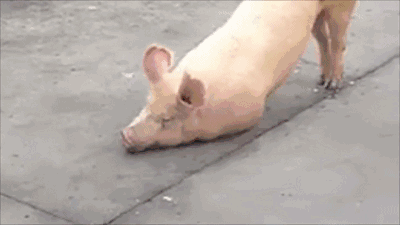 令人惊叹!鱼被煮前,听到佛号,竟然跟着