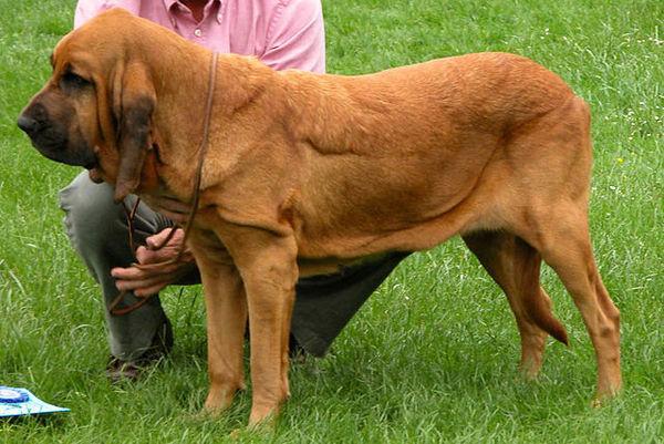 地球上10大体味最重的狗狗 北京犬第一 巴哥犬第八 你养了吗 猎犬