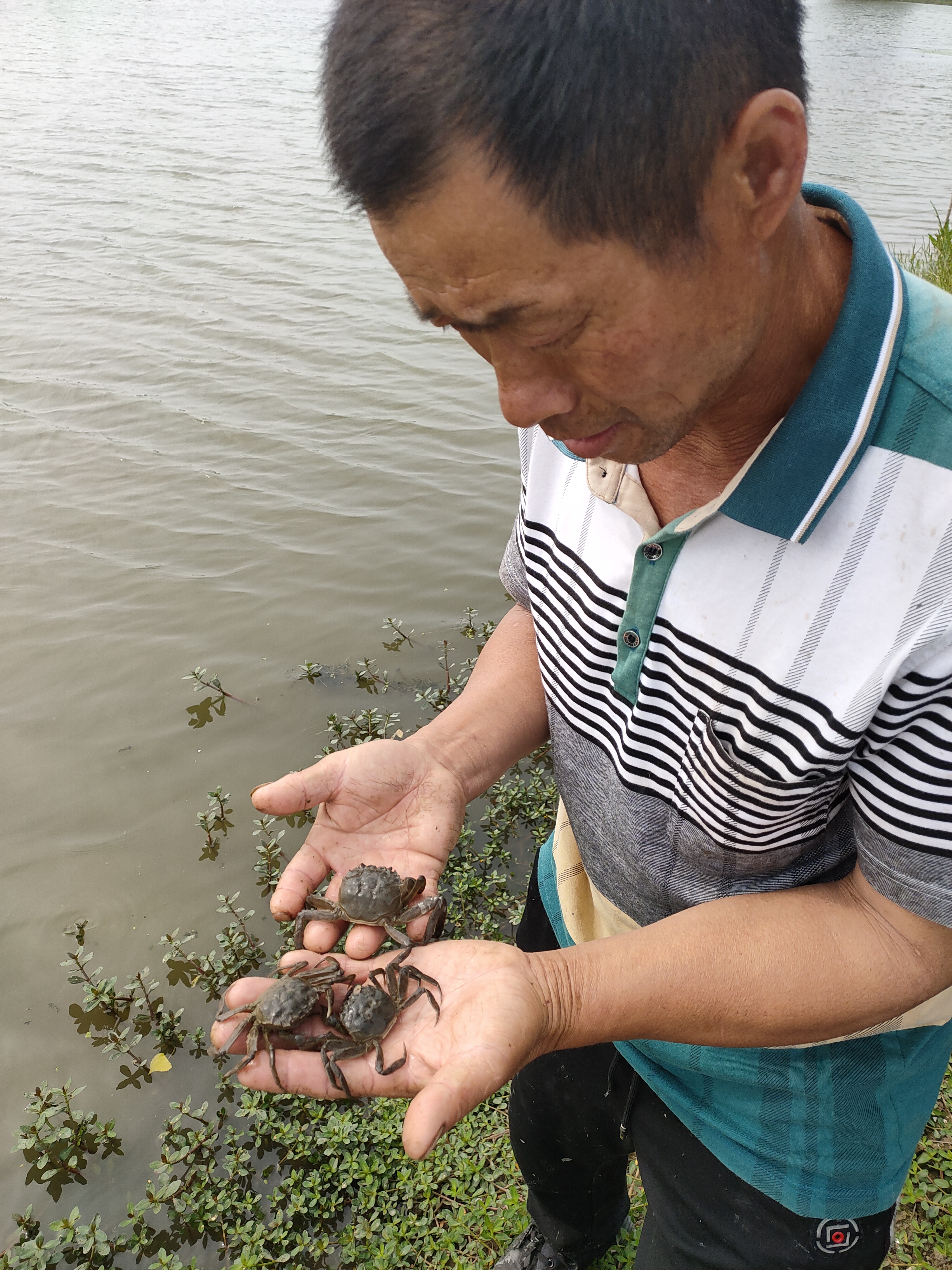 一,严把苗种关 在选购苗种时一定要注意,尽量去质量有保障的河蟹育苗