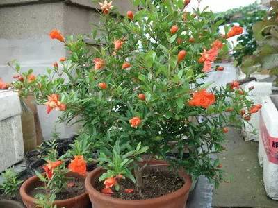 怎么养花才能养得好呢 cc4d30059c7f4a5ba73b7b17a8e05741.jpeg