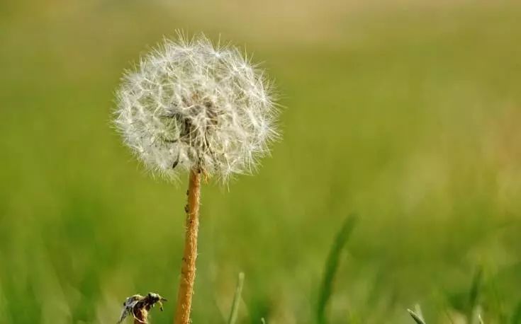 婆婆丁是什么中药有什么作用 d0167aaf33524d06bb00714b63c51e28.jpeg