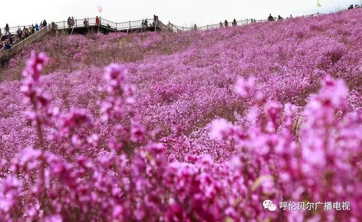 呼伦贝尔杜鹃花亮相《五月中国》!