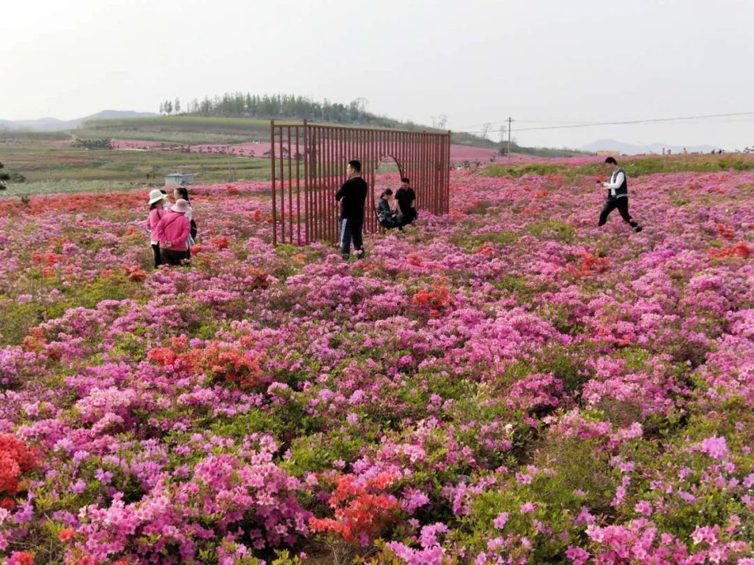 5月7日威海侨乡号游轮观光 桥头千亩杜鹃花海一日游,景区特惠88元/位