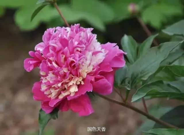 话芍药|芍药与牡丹的区别-3_果实