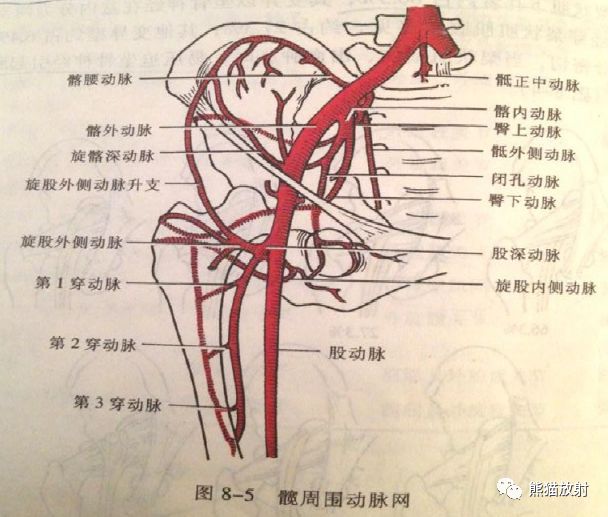 最全下肢血管系统解剖及cta