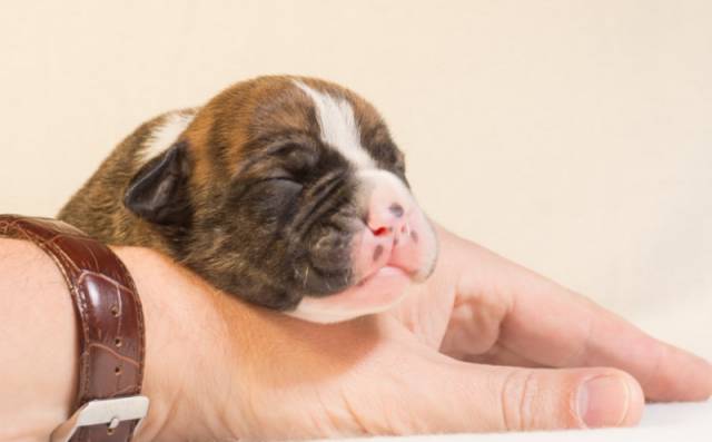 梦见死了狗起死回生咬我的手指头，梦境背后的深层含义与解析