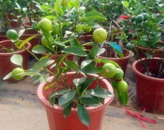 怎么种橘子树 1621ace5c8ce43ff89883de905a9ca61.jpeg