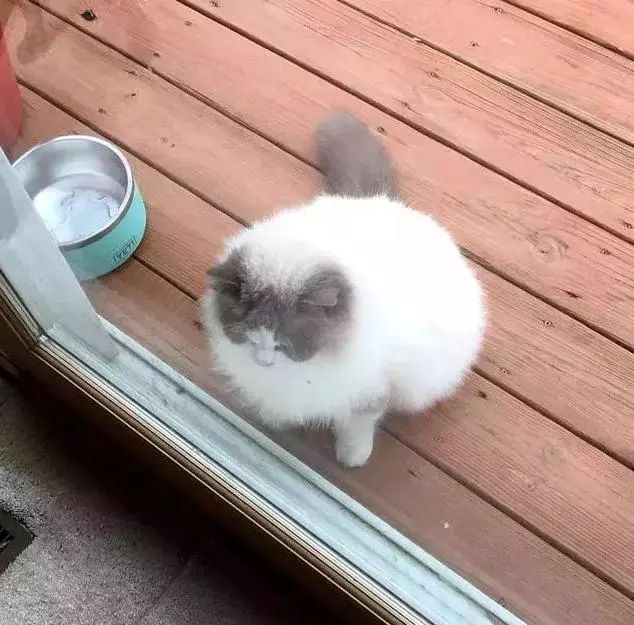 主人搬家,丢弃养了3年的布偶猫,猫咪挨家讨吃,遇见她才停止流浪 18新利官网登录备用