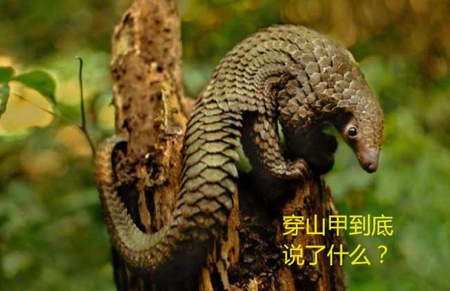 梦到自己被蛇和狗咬，深层解析梦境中的恐惧与启示
