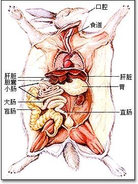 兔子的生理特征生活习性详解