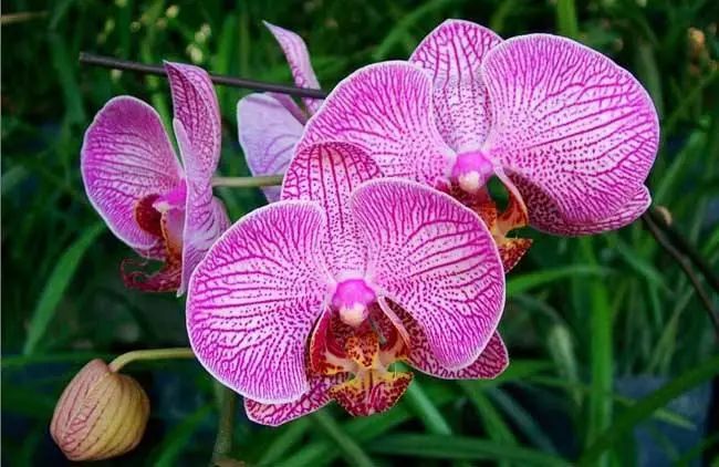 蝴蝶兰浇水施肥 322c727d5f014458aba2a7ace70c1a8c.jpeg