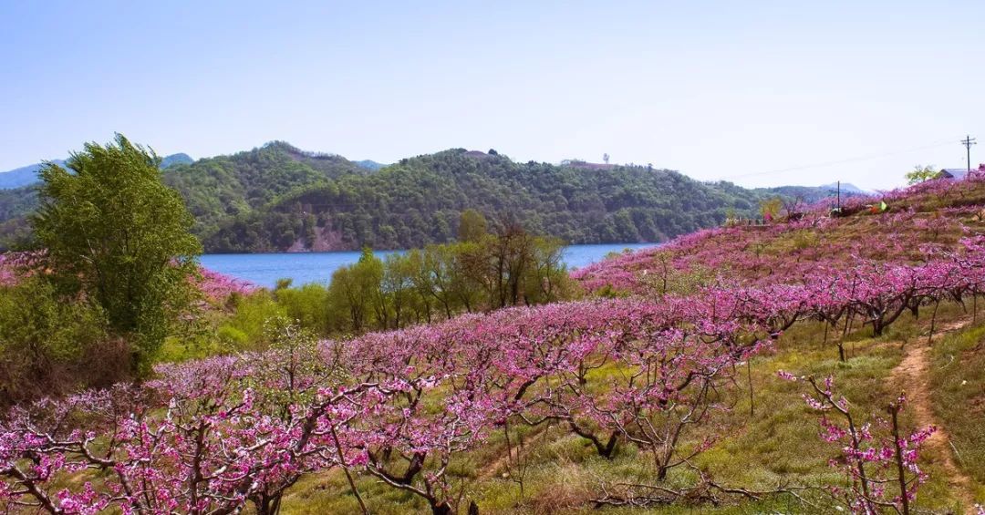 辽宁丹东河口桃花节赏花自驾车队排"长龙"