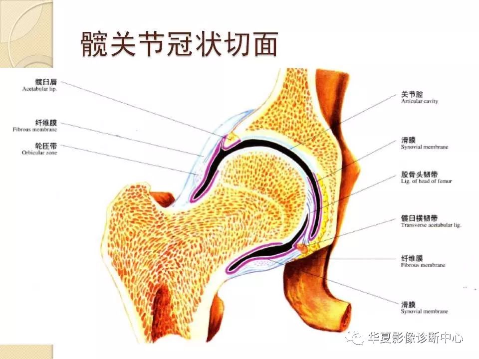 髋关节解剖及疾病的mri诊断