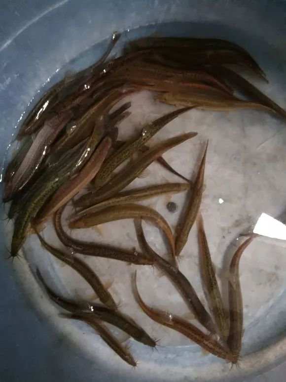 一夜钓几百斤翘嘴,泥鳅钓法再引骂战!