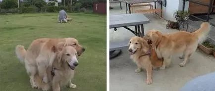 主人晒双头金毛,新犬种双头狗,原来