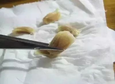                     你是长不出小树苗，吃多了果核也会“撑破肚”哦