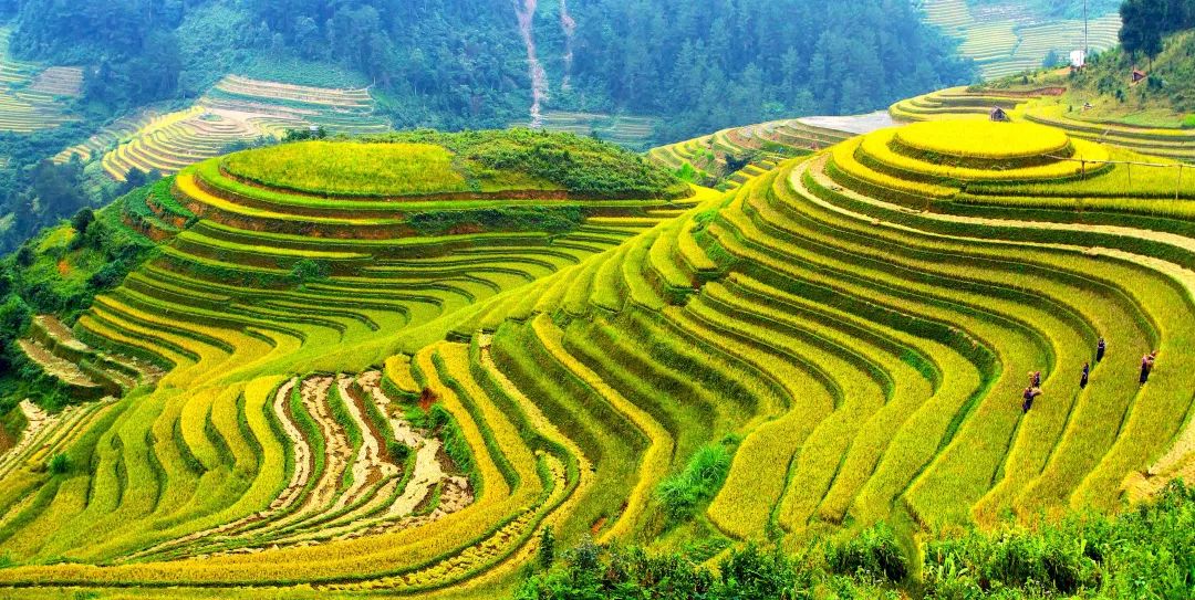 宁化大洋梯田图