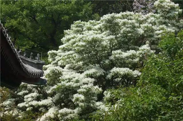 绝美!古树开花,华严百年流苏花浓如云