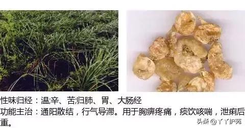 中草药图片名称和功效 6320d63f65af40bb916de6718c31e86f.jpeg