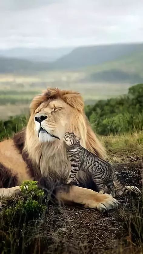 呆头呆脑猜成语_呆头呆脑唐娜图片