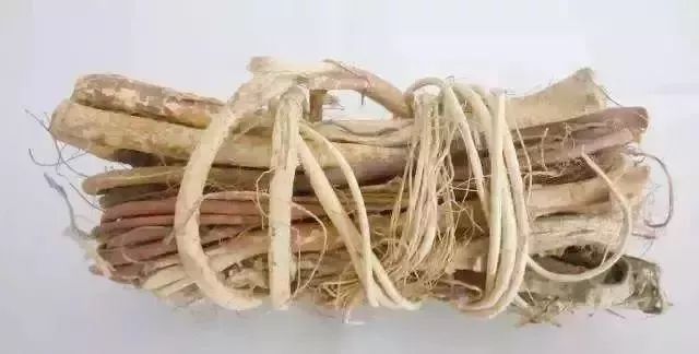 断肠草的根与五指毛桃的根相似