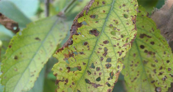 李子树现在季节出现的病虫害如何防--治