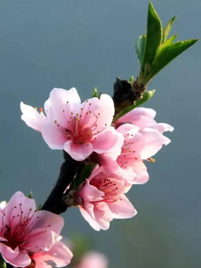 颜色艳了香味香了桃花岛的花都开好了