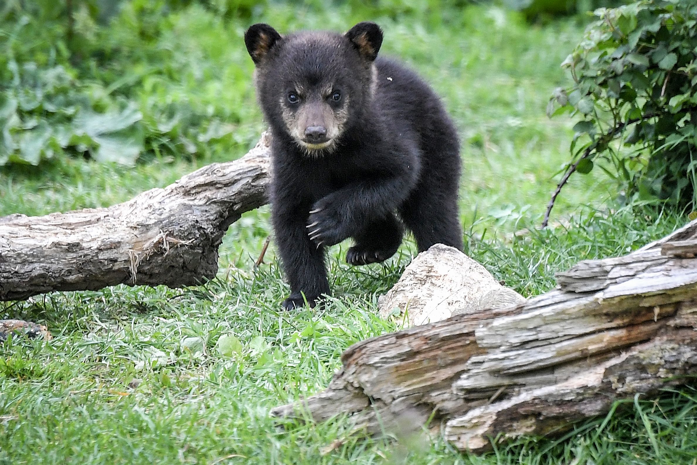 5月5日这是5月3日在法国西部南特附近的一个动物园拍摄的美洲黑熊幼崽