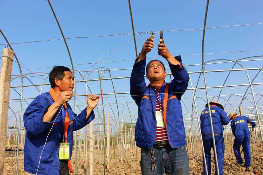 
肥西县阳丰葡萄种植专业合作社助力脱贫


