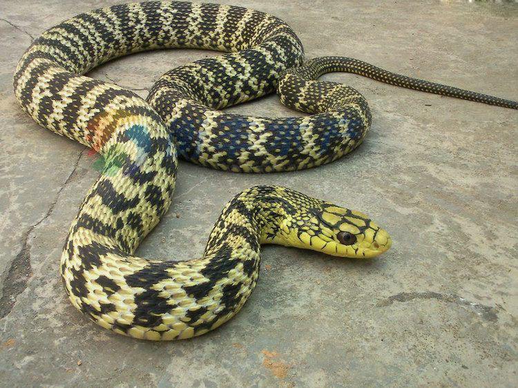 乌鸦鸟蛇成语疯狂猜成语_带乌鸦的图片猜成语(3)