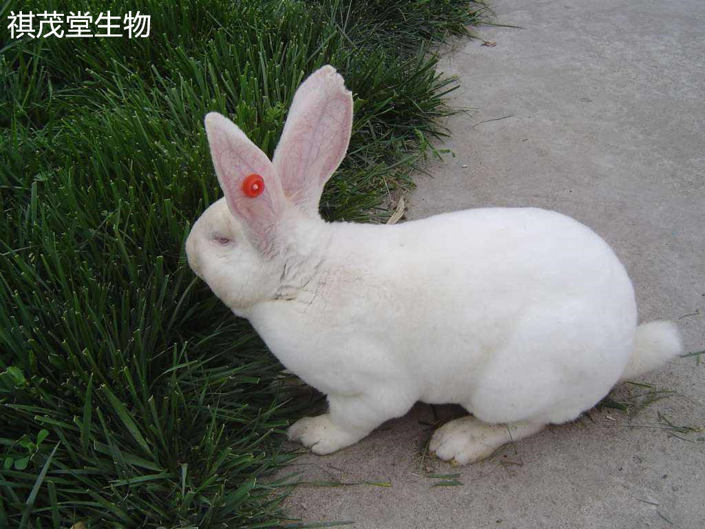 厂家大量批发兔子草大麦草 段兔草兔粮拌料饲料草-阿里巴巴