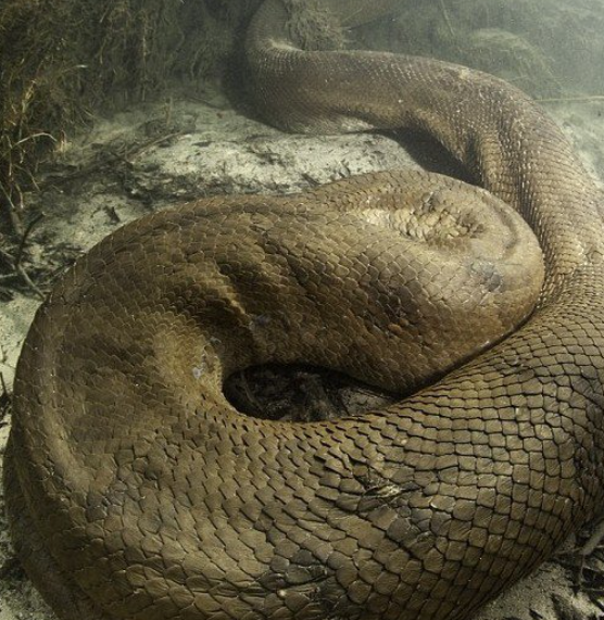 这种蛇可以生长到几十米长,这真是想想都觉得可怕