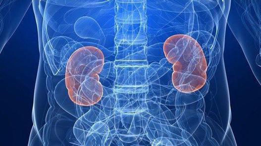 肾是先天之本什么是后天之本 b52005adb74a47398696c6f1a0c78f90.jpeg