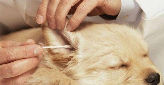 如何给狗狗剪指甲不剪到血线 b826bd1db1c14dc8862a29a0dcafb6d4.jpeg