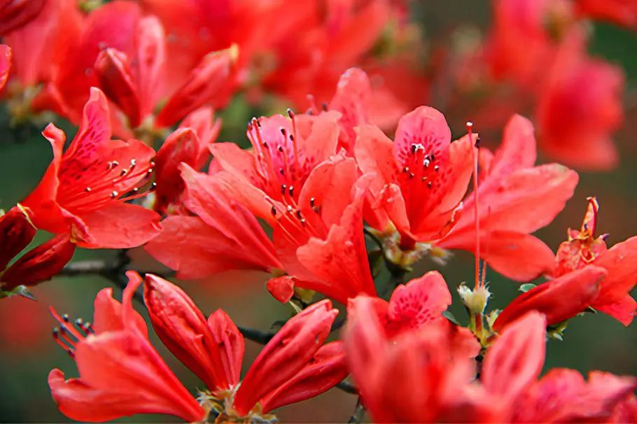 花开甚好‖5月11-12桃源尖赏杜鹃,花海露营,野餐星空日出云海 胜博发移动客户端下载