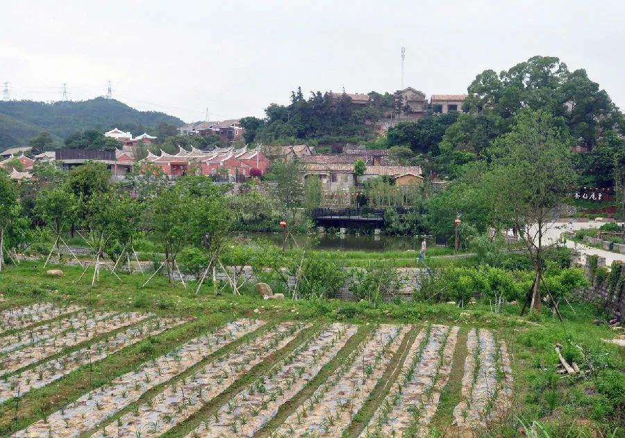 翔安大帽山丨勃发生机,气韵如虹_大帽山农场