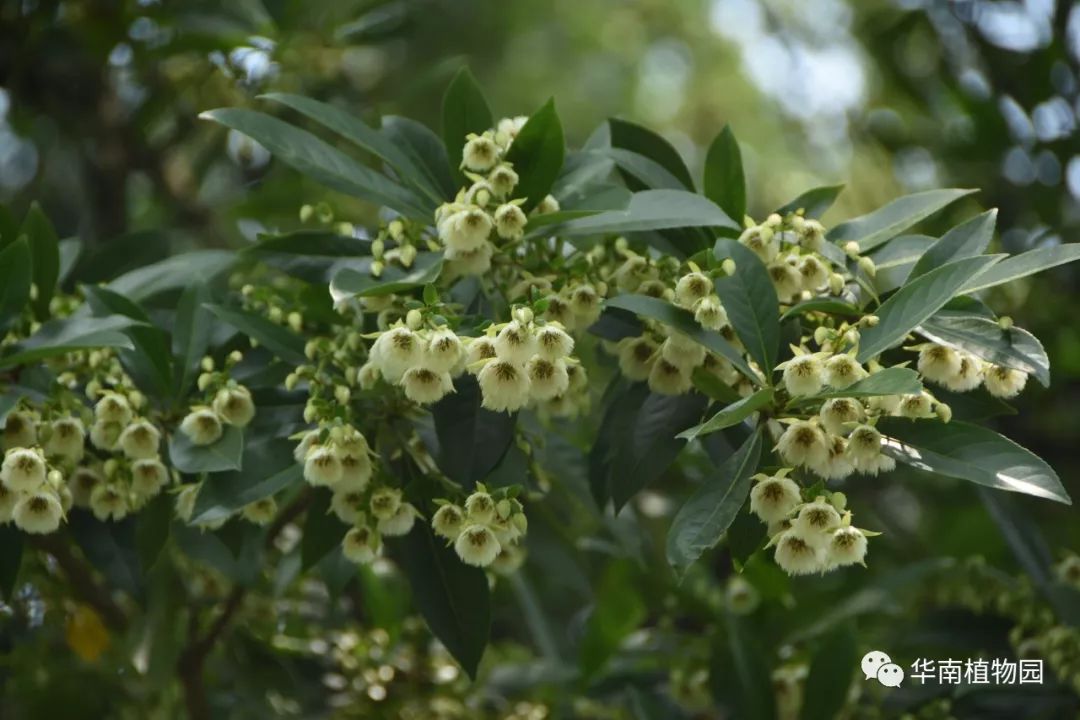 五月至,夏花开_银珠