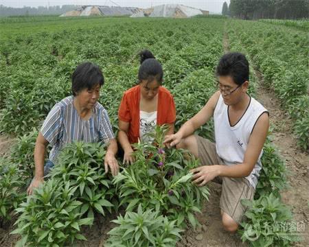 为什么很多农村出来的大学生,现在混的很差呢?原因太现实了!
为什么很多农村出来的大学生,现在混的很差呢?原因太现实了!