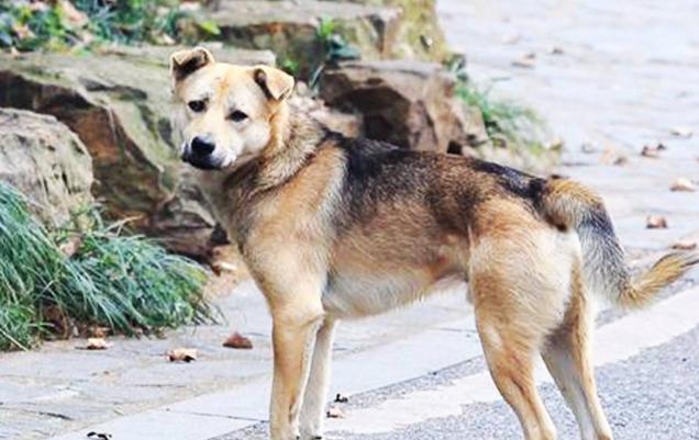 怎么挑选小型土狗 f3b0f0d960a74c888a0d69b850c05056.jpeg