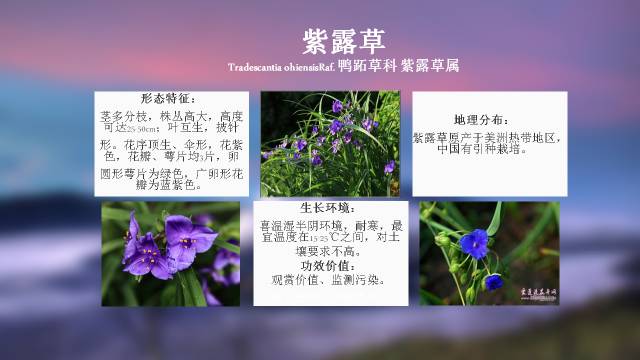 100种常用园林植物图文并茂