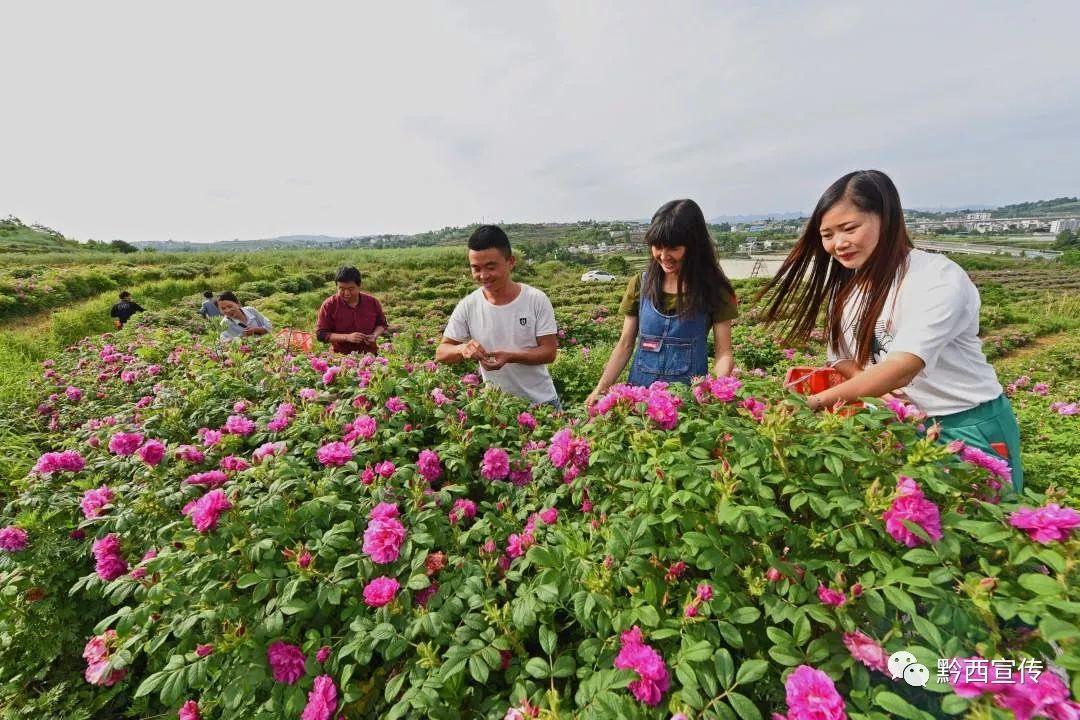 近日,游人在黔西县杜鹃街道办事处大兴社区玫瑰花种植基地采摘玫瑰花.