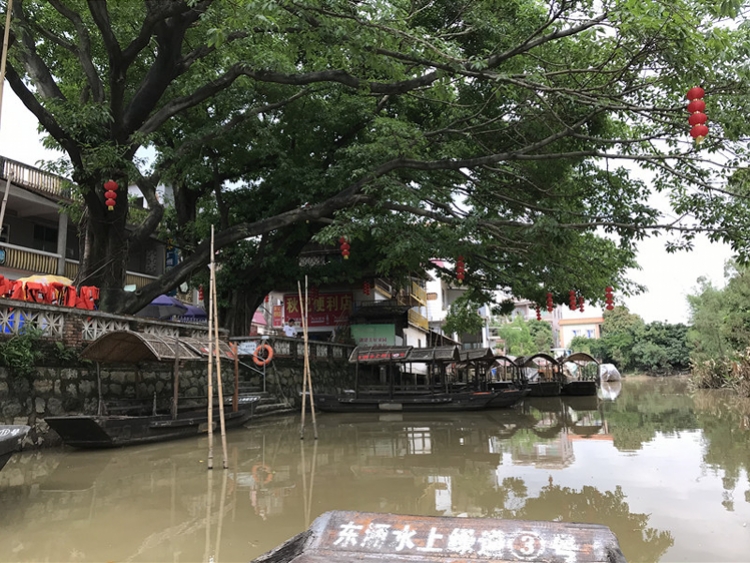 大稳村"水上绿道"游水乡东涌镇大稳村的两条"水上绿道,1.