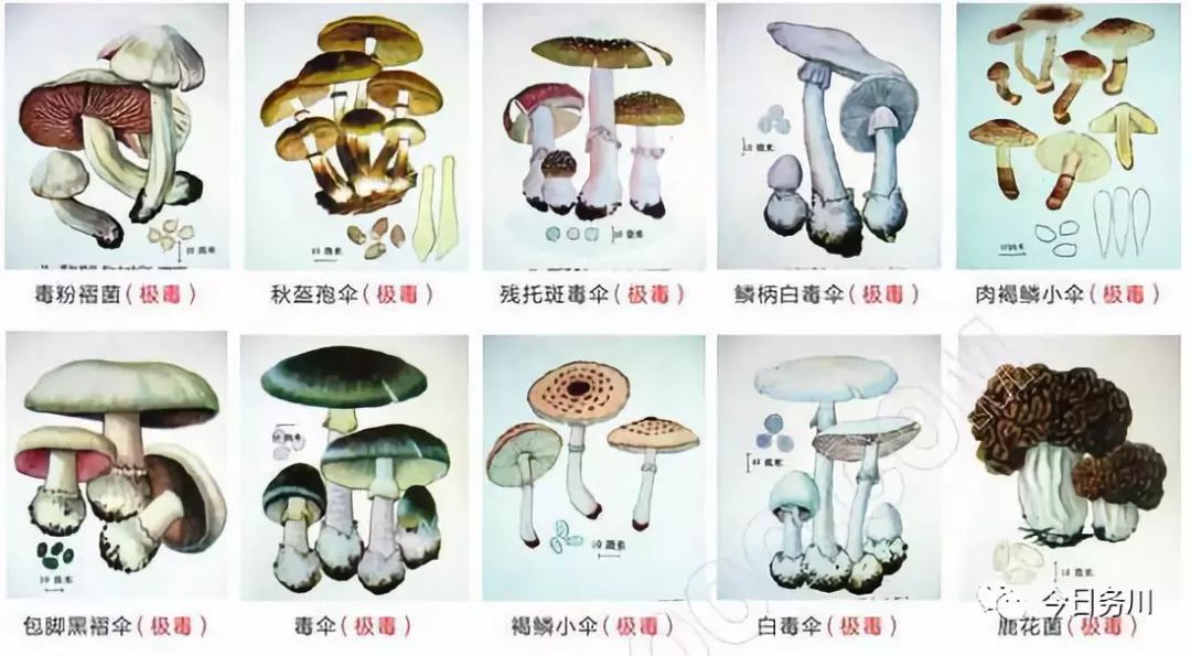 附图:部分常见毒蘑菇