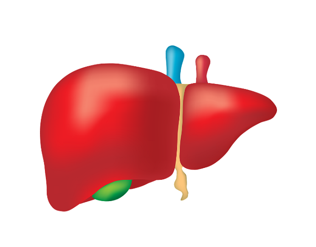 肝脏是人体最重要的代谢器官之一,在人体中起到代谢,解毒,生血造血等