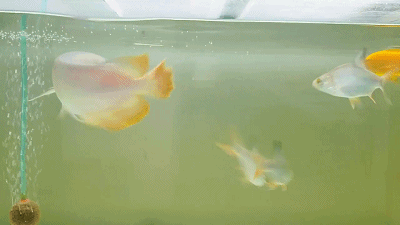 400_225gif 动态图 动图