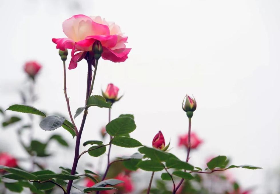 中国人大爱的月季花，藏着你不知道的秘密