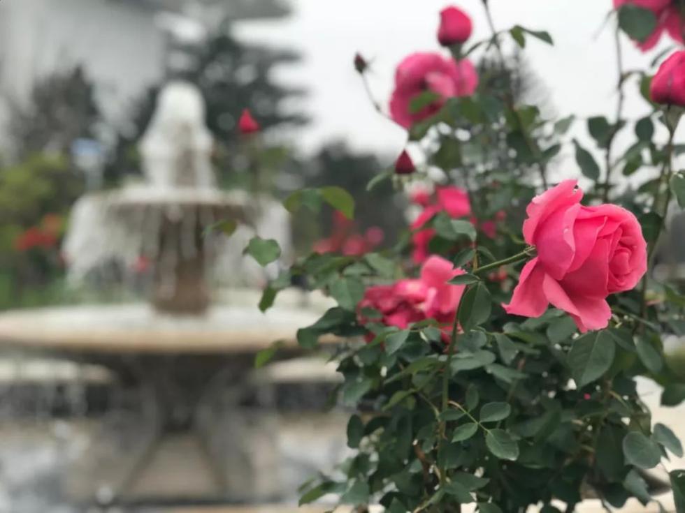 中国人大爱的月季花，藏着你不知道的秘密