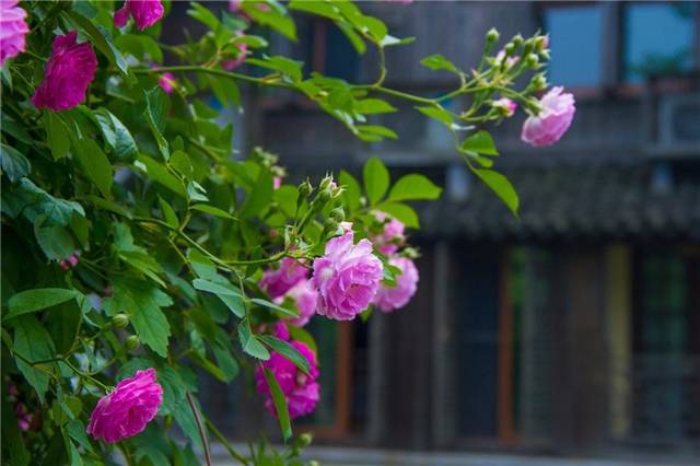 1朵花开,1场雨来,1碗野饭,1个夏天 | 乌镇 · 立夏